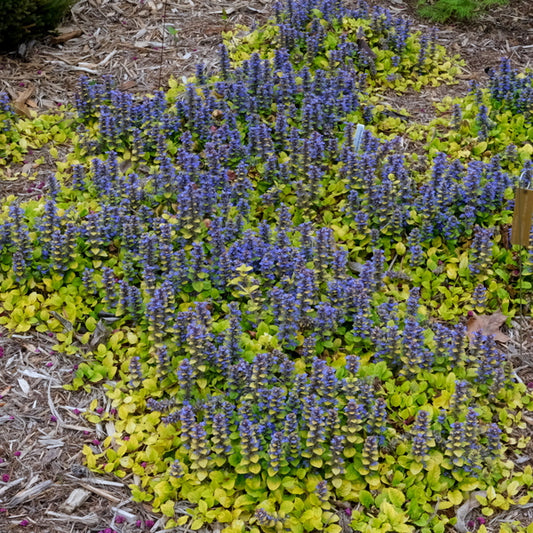 Image of Ajuga 'Tropical Toucan'  taken at Juniper Level Botanic Gdn, NC by JLBG