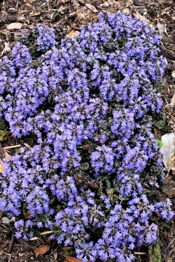 Image of Ajuga pyramidalis 'Metallica Crispa Purpurea' taken at Juniper Level Botanic Gdn, NC by JLBG