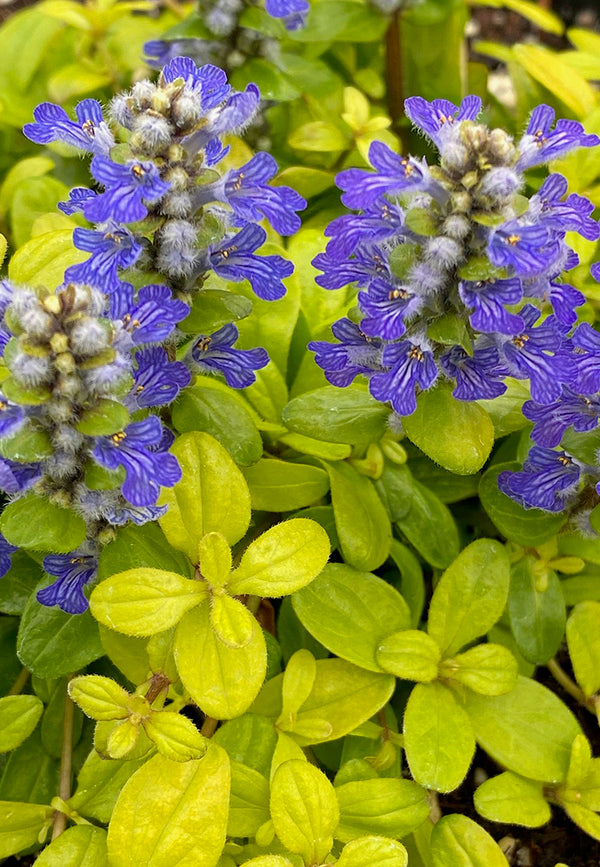 Image of Ajuga tenorei 'Cordial Canary' taken at Garden Solutions by Garden Solutions