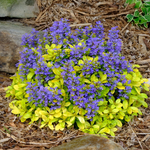 Image of Ajuga tenorei 'Cordial Canary' taken at Juniper Level Botanic Gdn, NC by JLBG