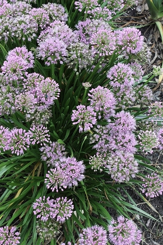 Image of Allium 'Millenium' taken at Juniper Level Botanic Gdn, NC by JLBG