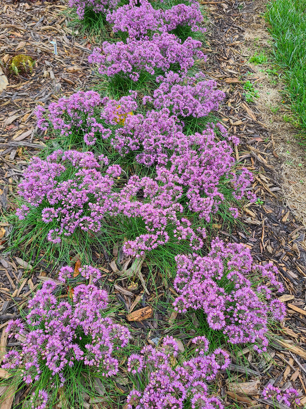 Image of Allium kiiense taken at Juniper Level Botanic Gdn, NC by JLBG