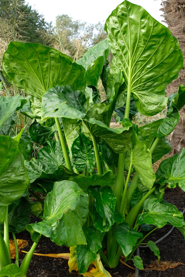 Image of Alocasia 'Architexture' taken at Juniper Level Botanic Gdn, NC