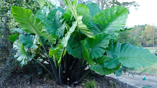 Image of Alocasia 'Dark Star' PP 29,870 taken at Juniper Level Botanic Gdn, NC by JLBG