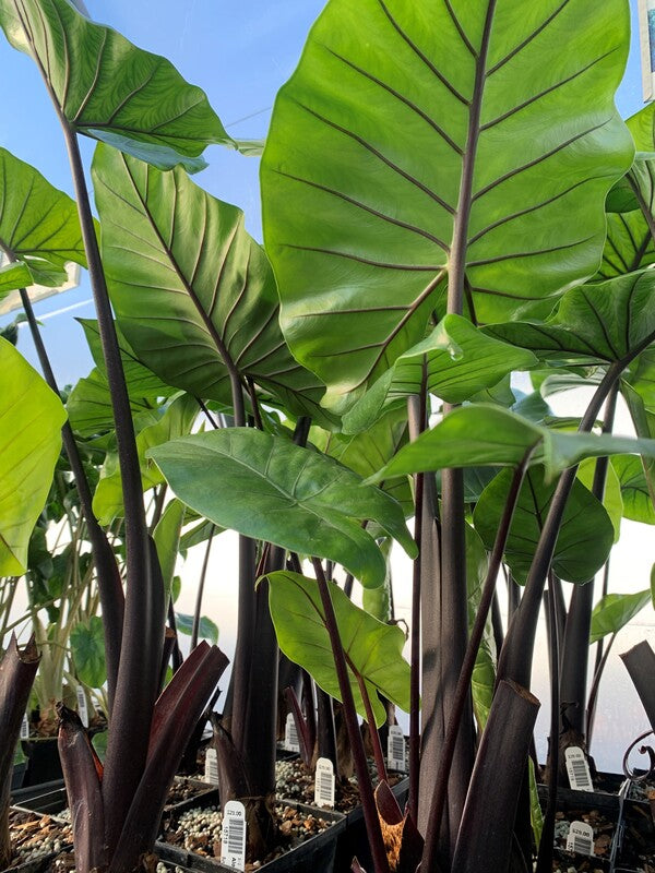 Image of Alocasia 'Dark Star' PP 29,870 taken at Juniper Level Botanic Gdn, NC by C. Hardison