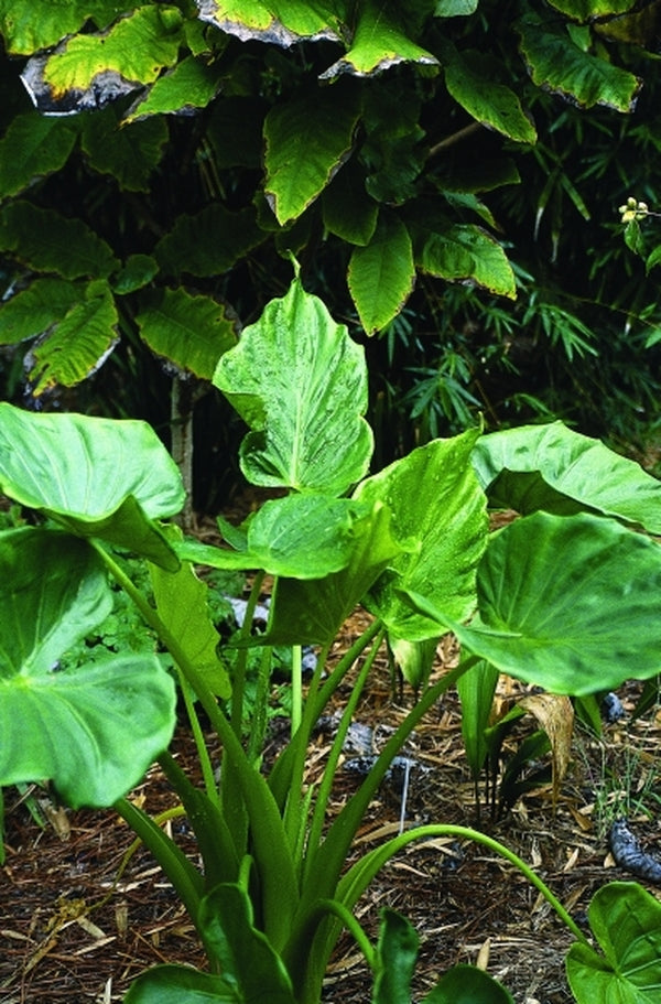 Image of Alocasia cucullata taken at Juniper Level Botanic Gdn, NC by JLBG