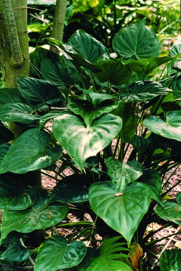 Image of Alocasia cucullata taken at Fairchild Gdns, FL by P. Schmidt