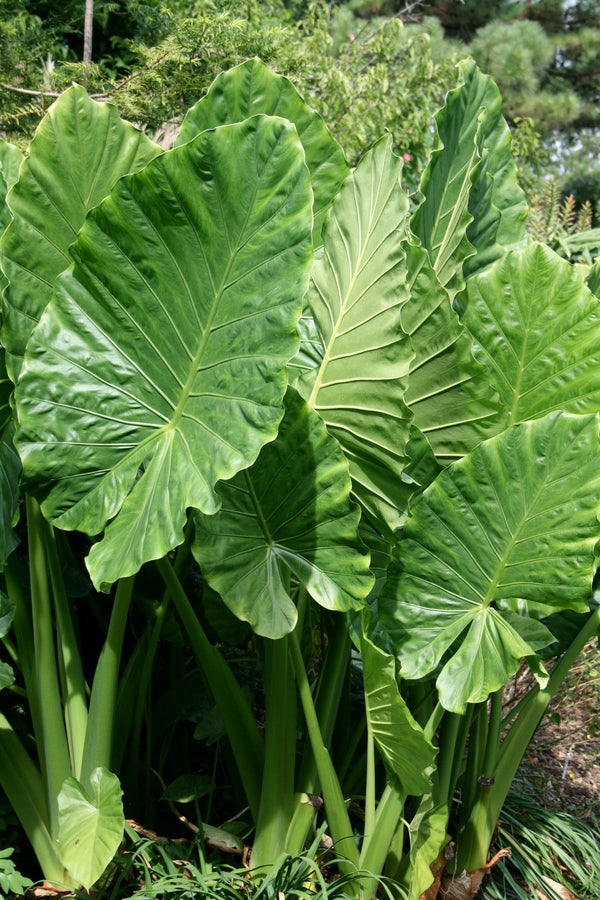 Image of Alocasia macrorrhizos taken at Juniper Level Botanic Gdn, NC by JLBG
