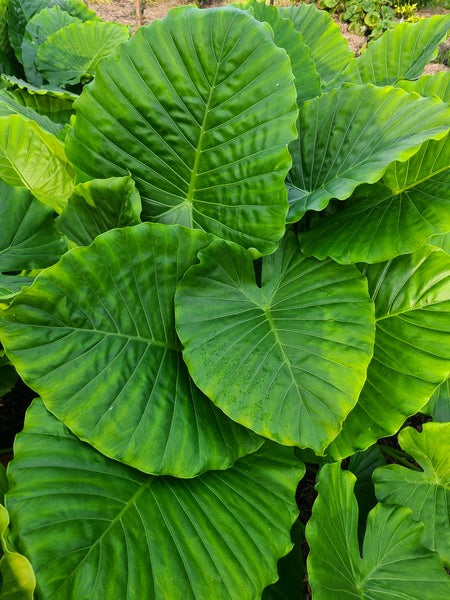 Image of Alocasia odora 'California' taken at Juniper Level Botanic Gdn, NC by JLBG