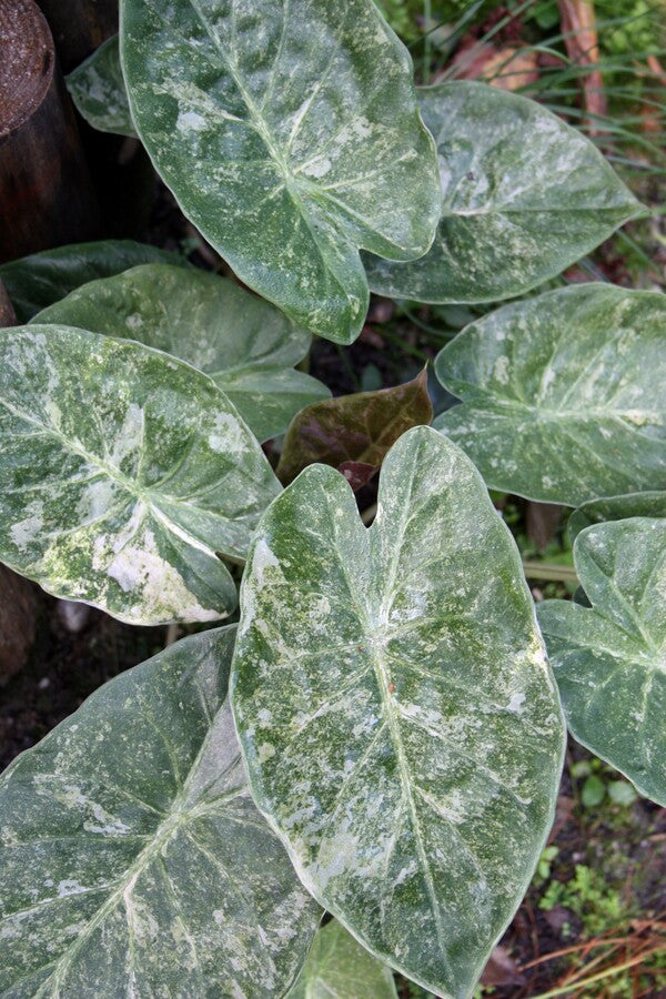 Image of Alocasia wentii 'Vintage Silver' taken at Juniper Level Botanic Gdn, NC by JLBG