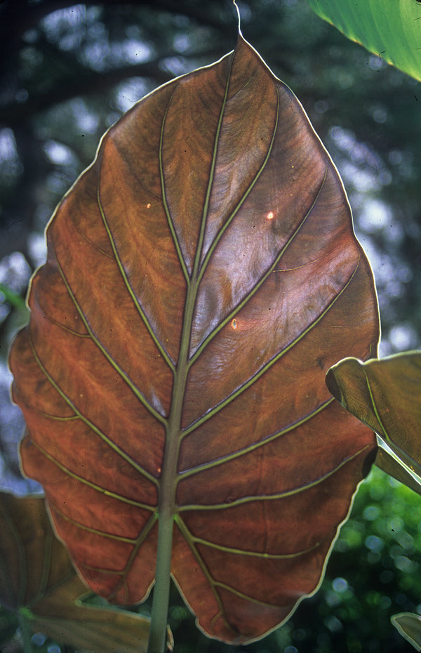 Image of Alocasia wentii taken at Juniper Level Botanic Gdn, NC by JLBG