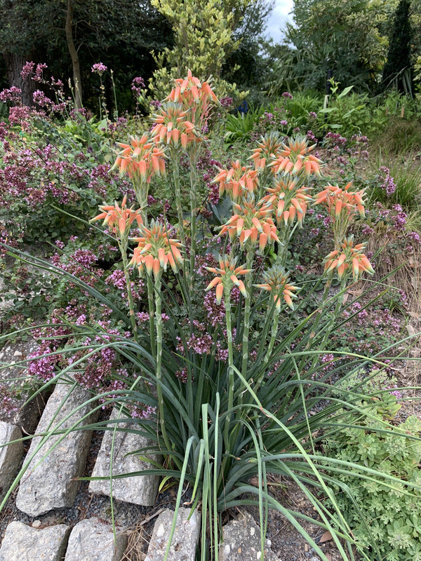Image of Aloe cooperi taken at Juniper Level Botanic Gdn, NC by Lidia Churakova