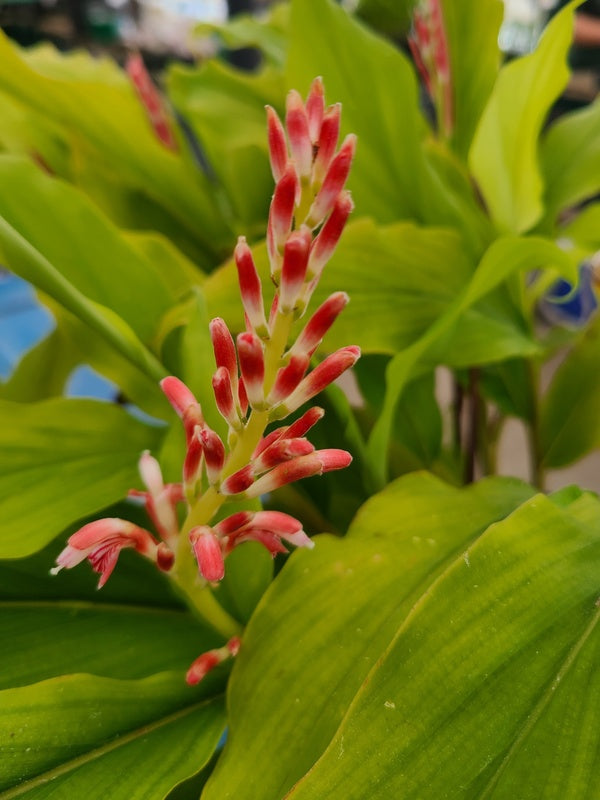 Image of Alpinia japonica 'Green Waves' taken at Juniper Level Botanic Gdn, NC by JLBG