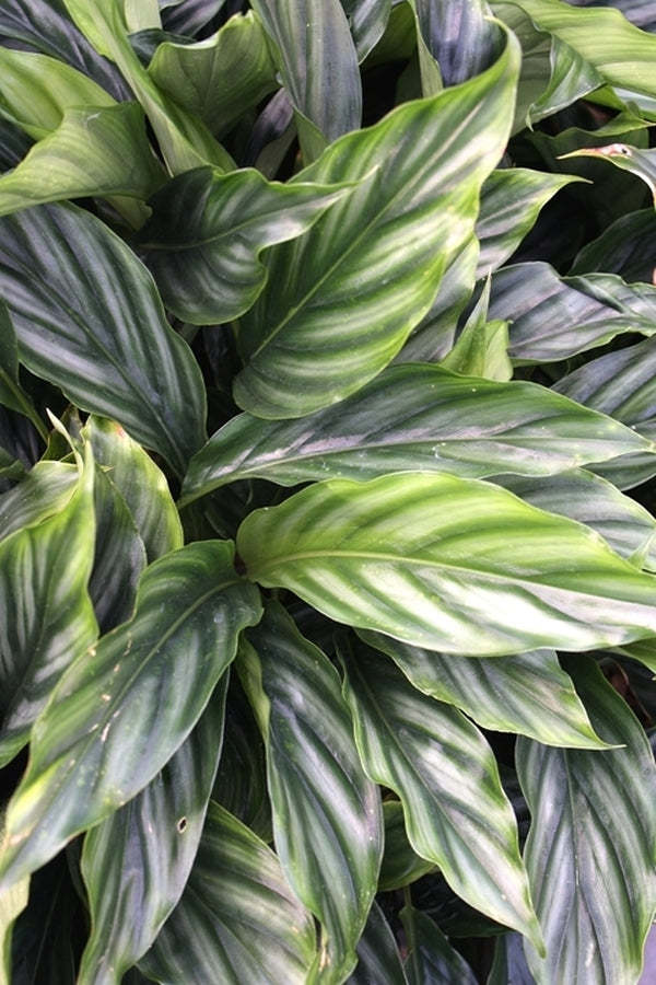 Image of Alpinia pumila