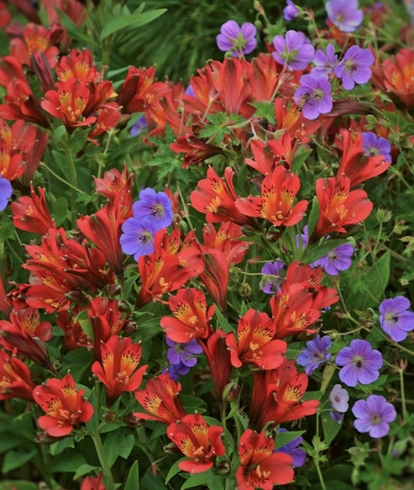 Image of Alstroemeria 'Koncajoli' PP 22,267 taken at Walters Gardens, MI by Walters Gardens