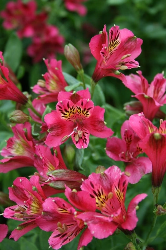 Image of Alstroemeria 'Patricia Lynn' taken at Juniper Level Botanic Gdn, NC by JLBG