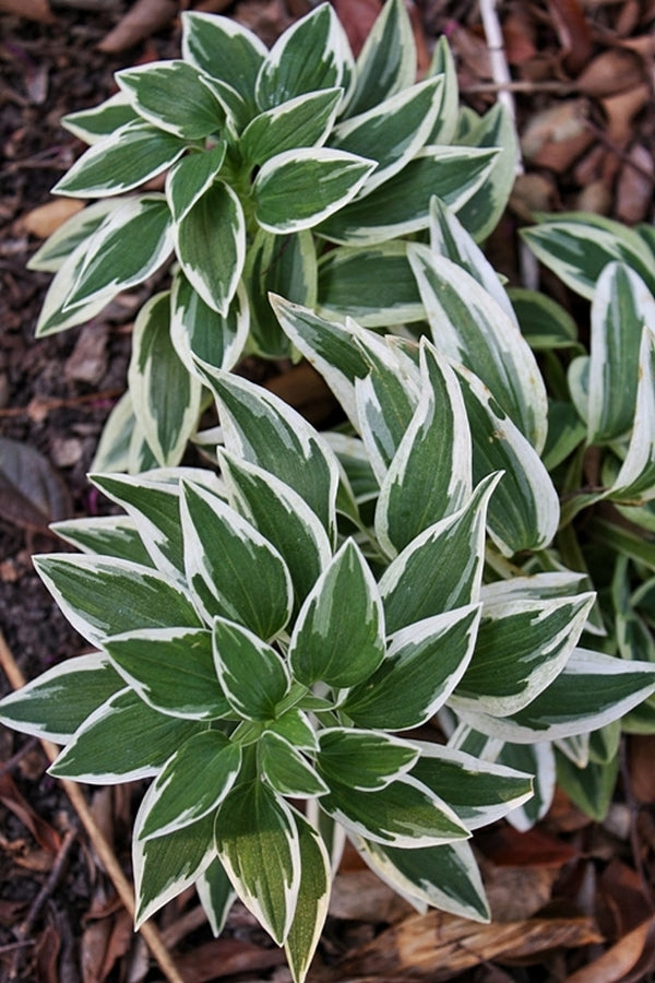 Image of Alstroemeria 'Princess Fabiana' taken at Juniper Level Botanic Gdn, NC by JLBG
