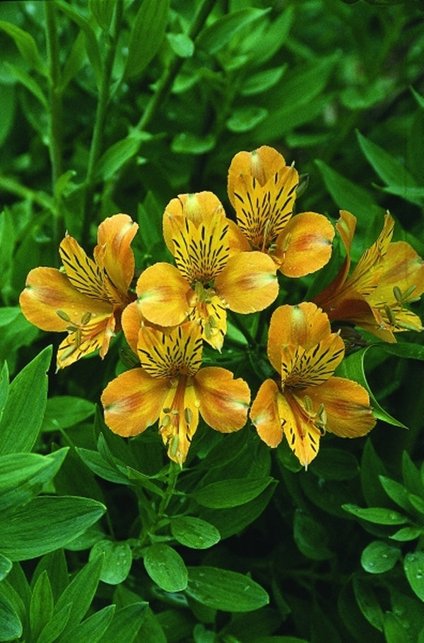 Image of Alstroemeria 'The Third Harmonic' taken at Juniper Level Botanic Gdn, NC by JLBG