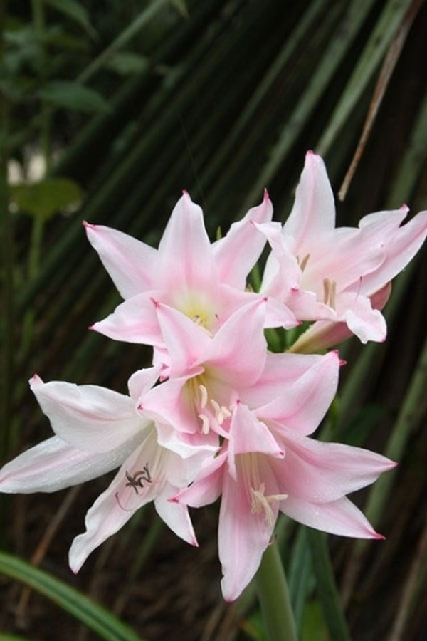 Image of Amarcrinum 'Pinkie' taken at Juniper Level Botanic Gdn, NC by JLBG