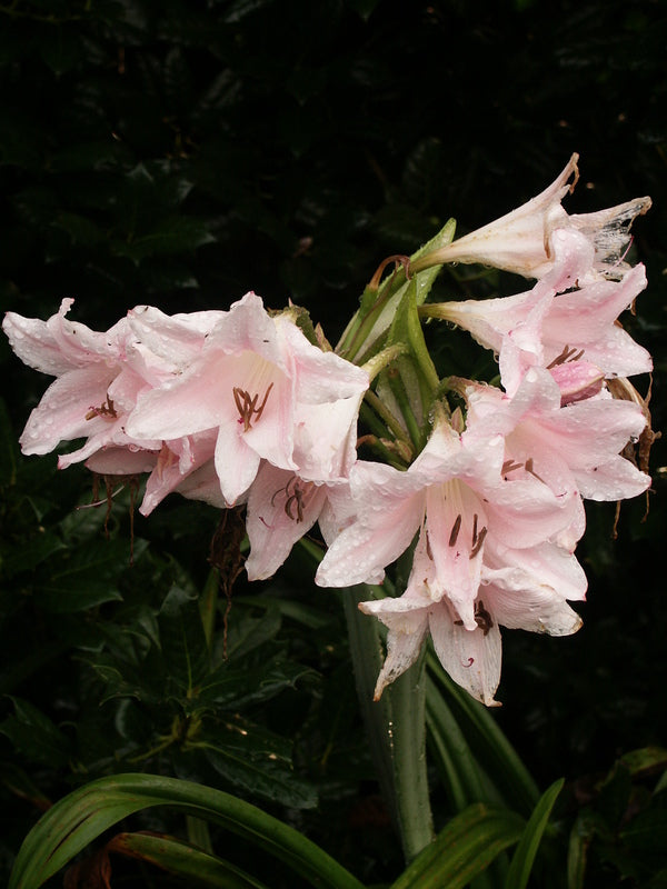 Image of Amarcrinum 'Pinkie' taken at Juniper Level Botanic Gdn, NC by JLBG