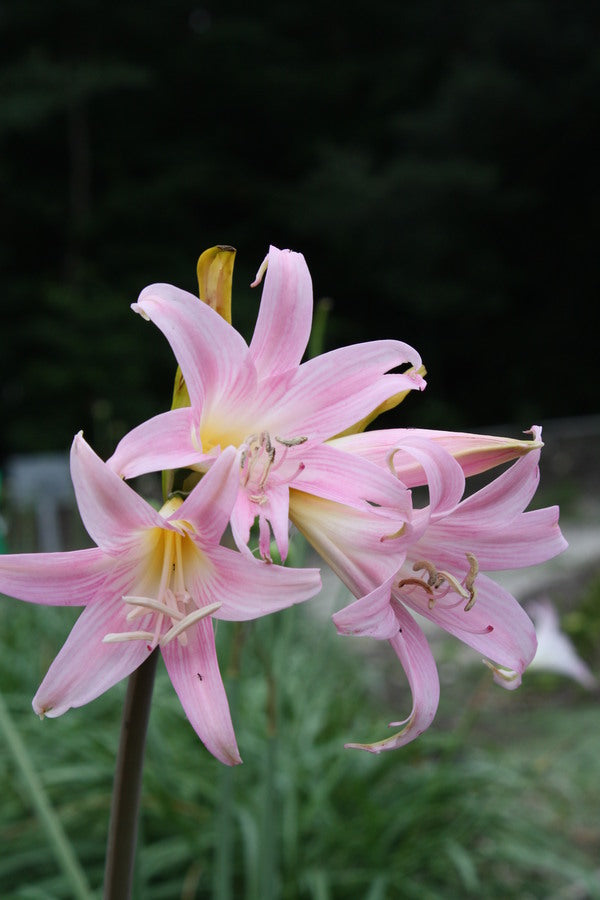 Image of Amarygia parkeri 'Rosea' taken at Juniper Level Botanic Gdn, NC by JLBG