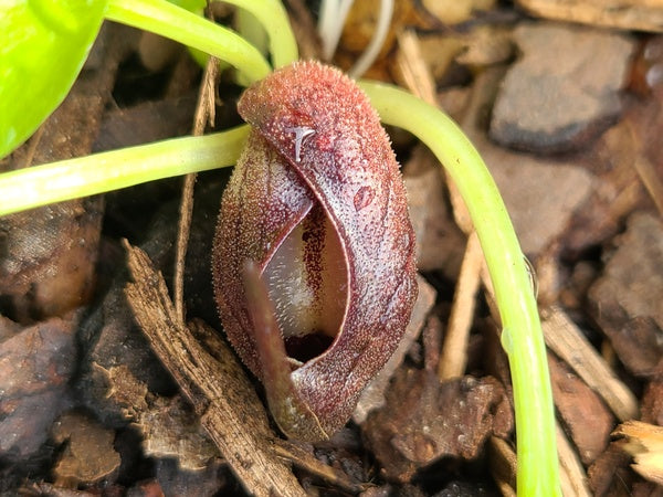 Image of Ambrosinia bassii taken at Juniper Level Botanic Gdn, NC by JLBG