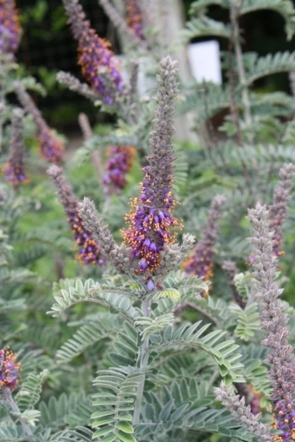Image of Amorpha canescens Arkansas form taken at Juniper Level Botanic Gdn, NC by JLBG