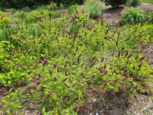 Image of Amorpha georgiana 'Liberty' taken at Juniper Level Botanic Gdn, NC by JLBG