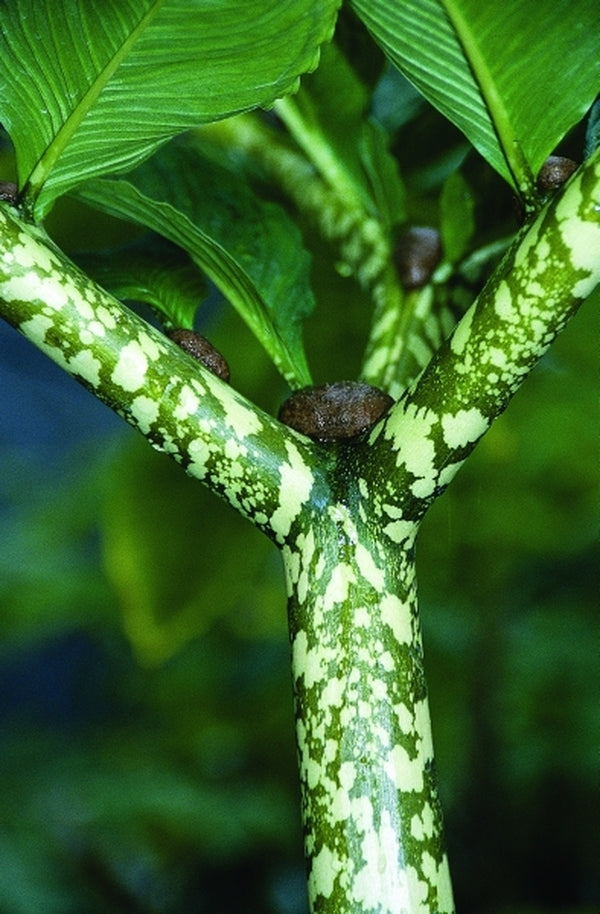 Image of Amorphophallus bulbifer 'Old Warty' taken at Juniper Level Botanic Gdn, NC by JLBG