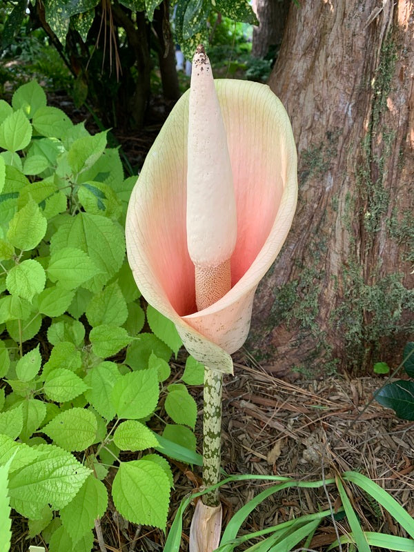 Image of Amorphophallus bulbifer 'Old Warty' taken at Juniper Level Botanic Garden, Raleigh NC by Lidia Churakova