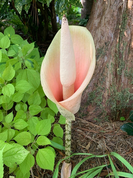Image of Amorphophallus bulbifer 'Old Warty' taken at Juniper Level Botanic Garden, Raleigh NC by Lidia Churakova