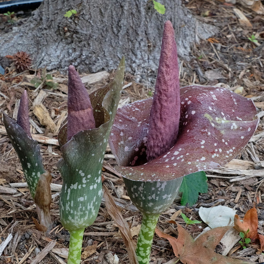 Image of Amorphophallus x dunryi 'Peter Pancake' taken at Juniper Level Botanic Gdn, NC by JLBG