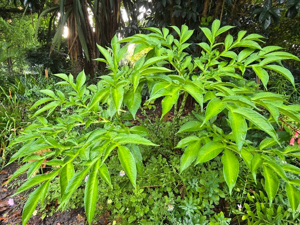 Image of Amorphophallus x dunryi 'Peter Pancake' taken at Juniper Level Botanic Gdn, NC by JLBG
