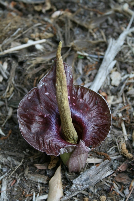 Image of Amorphophallus henryi 'O'Henry' taken at Juniper Level Botanic Gdn, NC by JLBG