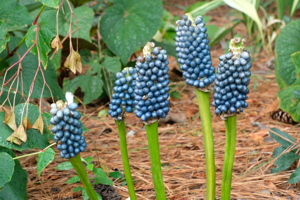 Image of Amorphophallus henryi taken at Juniper Level Botanic Gdn, NC by JLBG