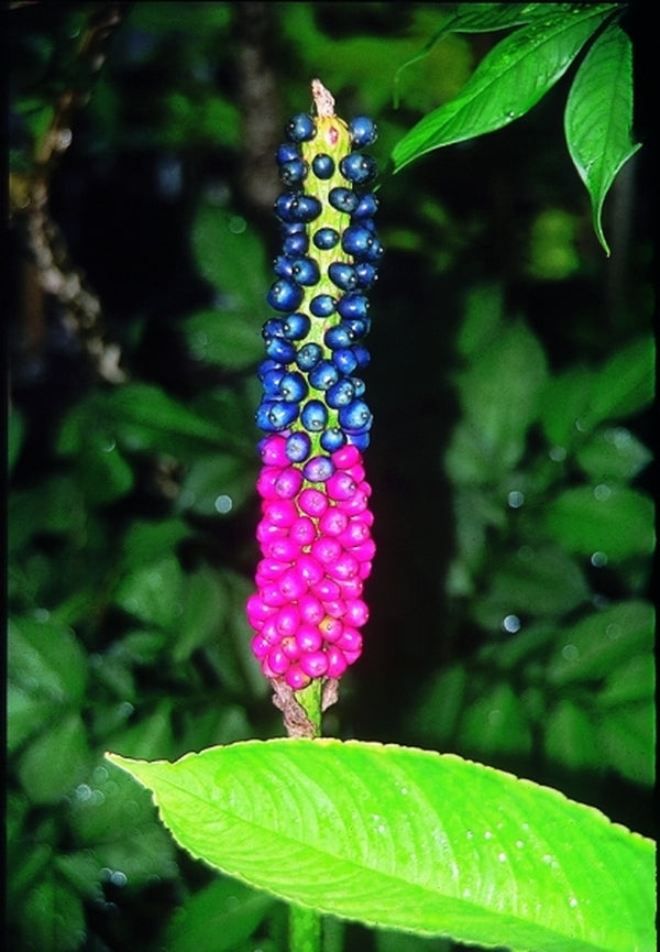 Image of Amorphophallus kiusianus taken at Juniper Level Botanic Gdn, NC by JLBG