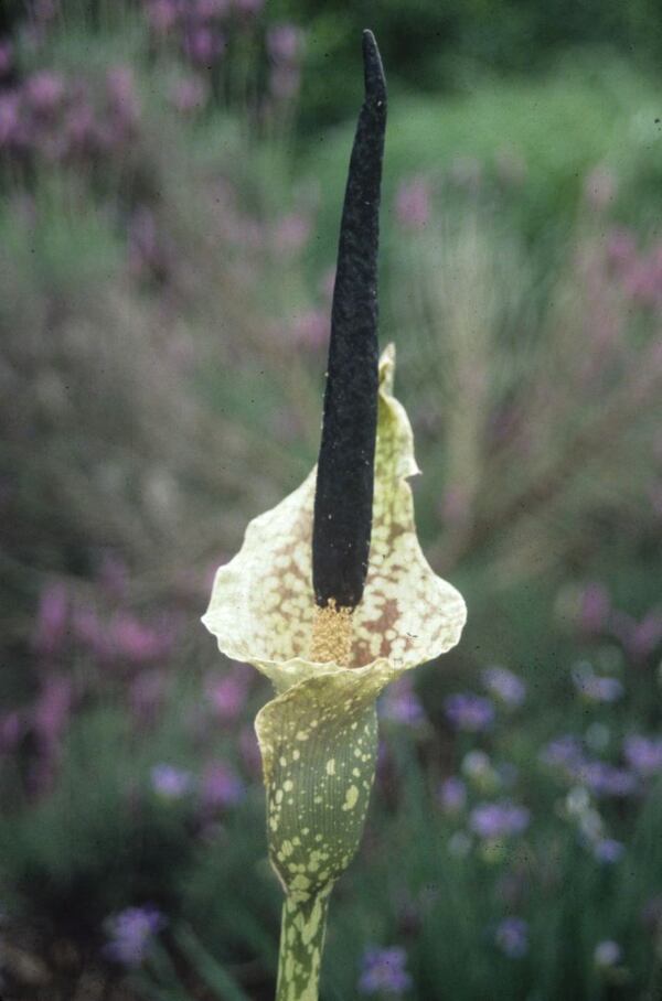 Image of Amorphophallus kiusianus taken at Juniper Level Botanic Gdn, NC by JLBG