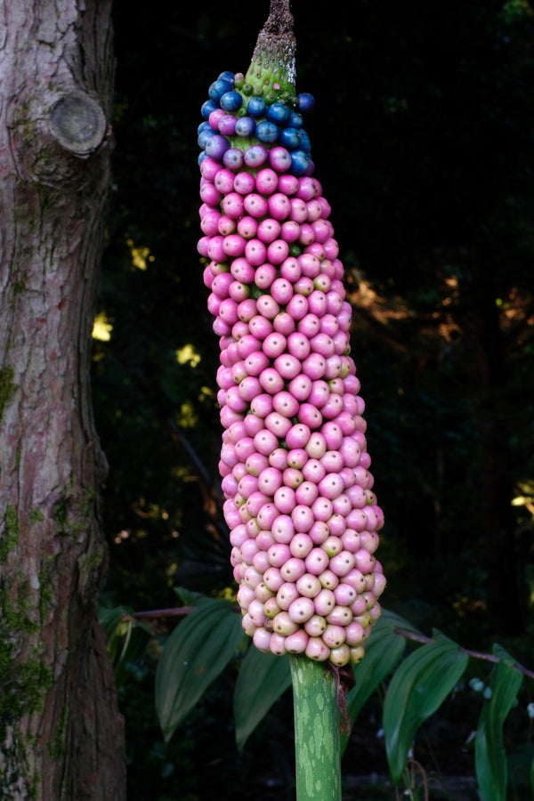 Image of Amorphophallus kiusianus taken at Juniper Level Botanic Gdn, NC by JLBG