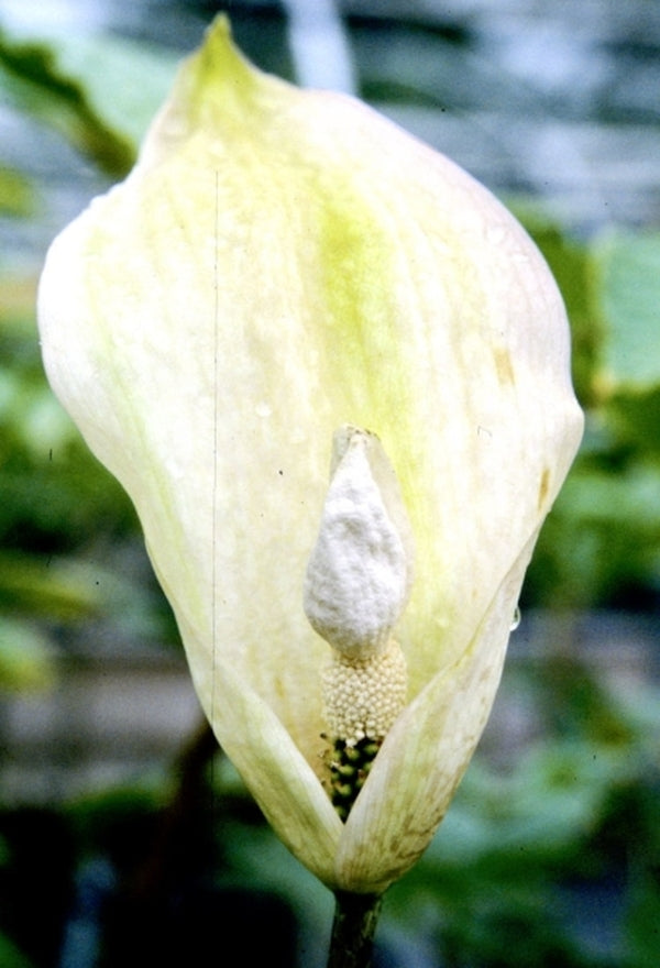 Image of Amorphophallus thaiensis taken at Juniper Level Botanic Gdn, NC by JLBG