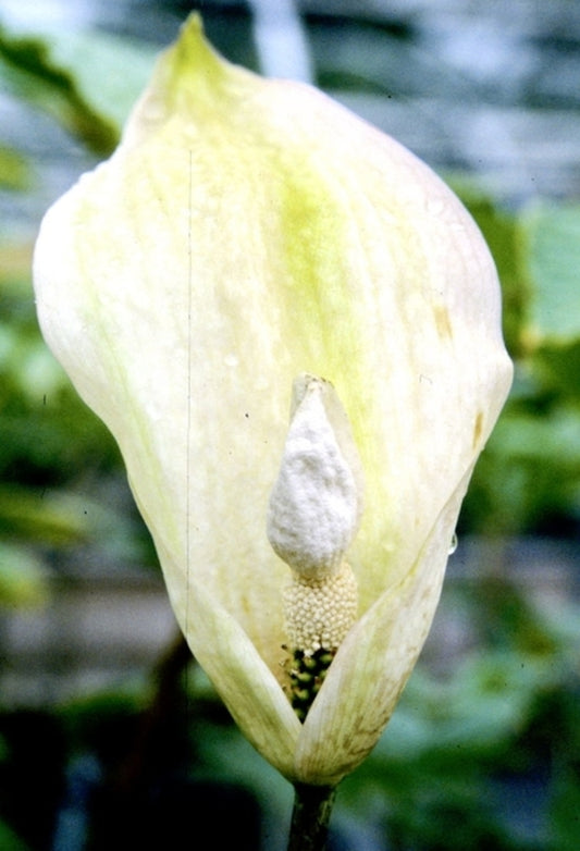 Image of Amorphophallus thaiensis taken at Juniper Level Botanic Gdn, NC by JLBG