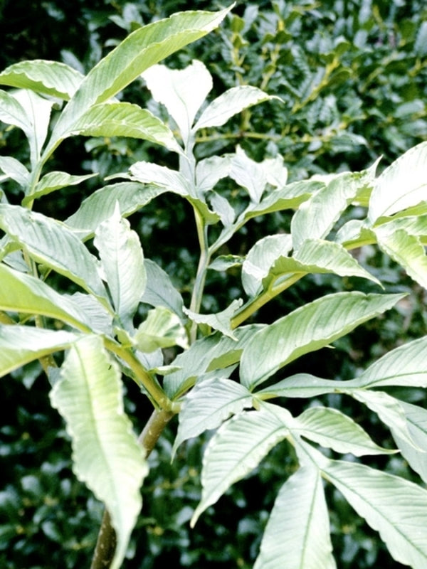 Image of Amorphophallus thaiensis taken at Juniper Level Botanic Gdn, NC by JLBG