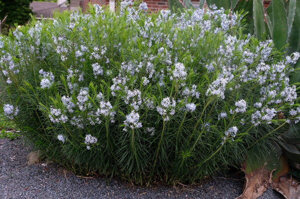 Image of Amsonia hubrichtii taken at Juniper Level Botanic Gdn, NC by JLBG