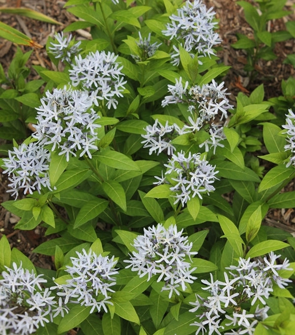 Image of Amsonia montana 'Short Stack' taken at Juniper Level Botanic Gdn, NC by JLBG