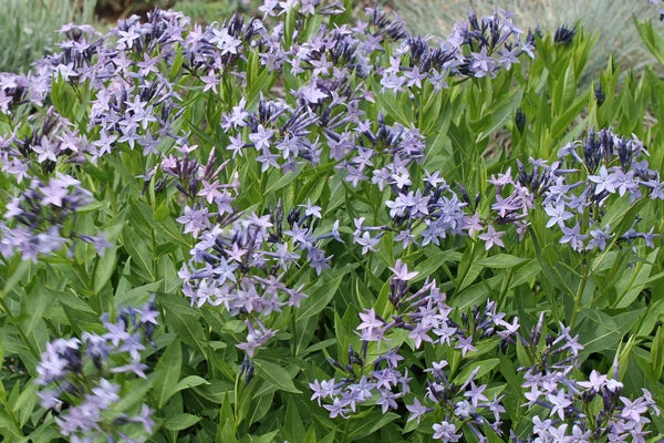 Image of Amsonia orientalis 'Blue Ice' taken at H. Hansen Gdn, MI