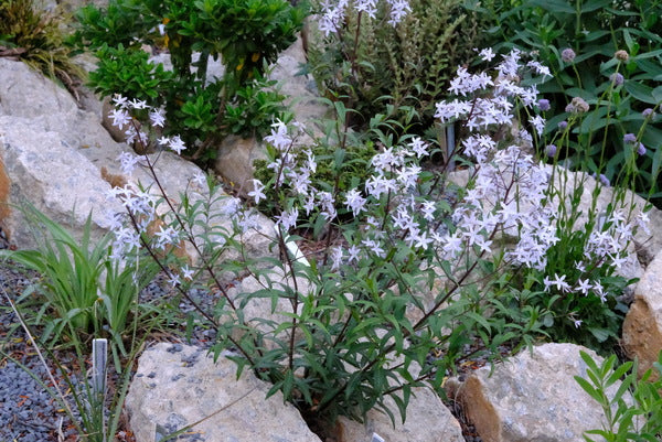 Image of Amsonia rigida 'Black's Dwarf' taken at Juniper Level Botanic Gdn, NC by JLBG