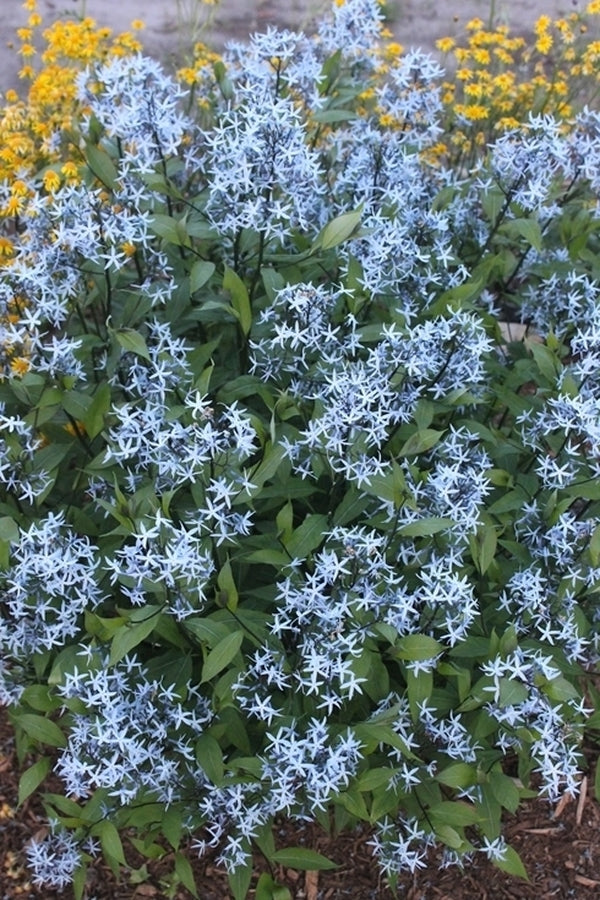 Image of Amsonia tabernaemontana 'Storm Cloud' taken at Juniper Level Botanic Gdn, NC by JLBG