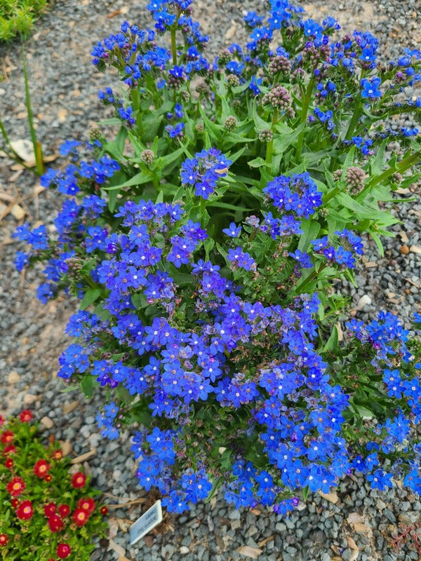 Image of Anchusa capensis 'Blue Angel' taken at Juniper Level Botanic Gdn, NC by JLBG