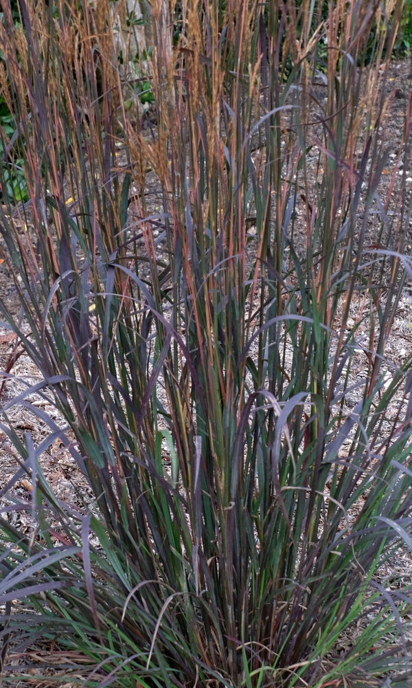 Image of Andropogon gerardii 'Blackhawks' PP 27,949 taken at Juniper Level Botanic Gdn, NC by JLBG