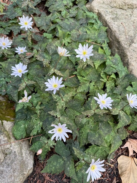 Image of Anemone keiskeiana taken at Juniper Level Botanic Garden, Raleigh NC by Lidia Churakova