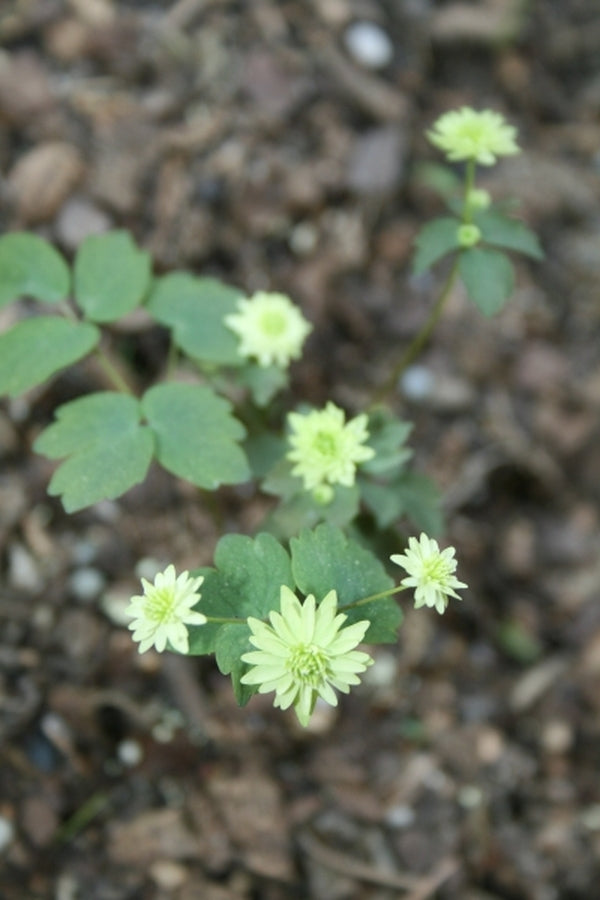 Image of Anemonella thalictroides 'Betty Blake' taken at Juniper Level Botanic Gdn, NC by JLBG